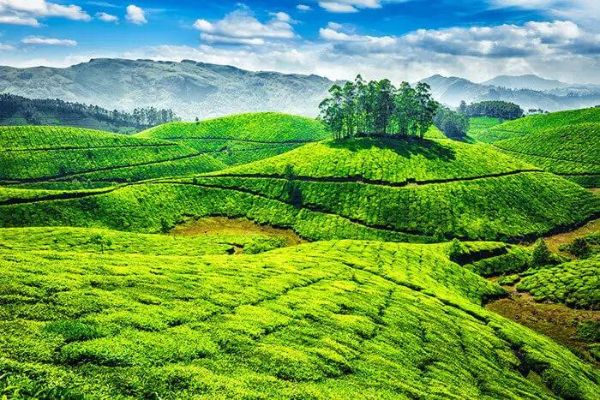 Munnar | Best Places to Visit in Kerala