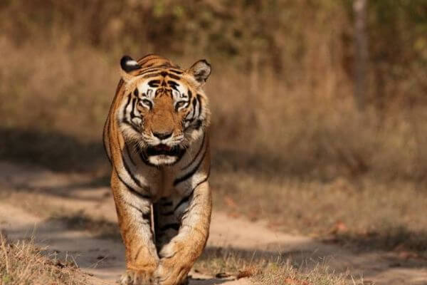 When Is the Best Time to Visit Kanha National Park?