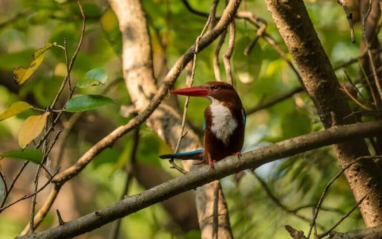 Dr. Salim Ali Bird Sanctuary – A Peaceful Break From Goa’s Buzz